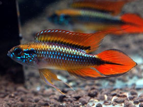 Смотреть фото Апистограмма Агассица Фото Апистограмма Агассица