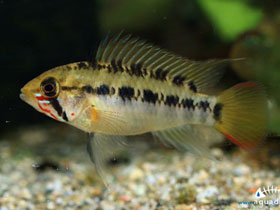 Смотреть фото Огненнохвостая апистограмма Фото Огненнохвостая апистограмма