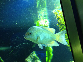 Смотреть фото Ханус Фото Ханус