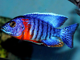 Фото Аулонокара Бенша