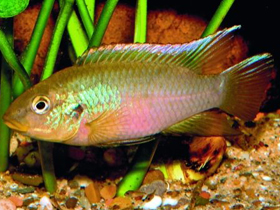 Фото Бенитохромис финлей