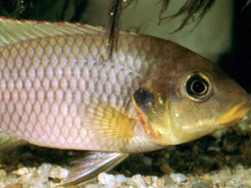 Фото Бенитохромис риомунийский