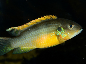 Фото Бенитохромис Уферманна