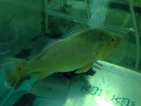 Смотреть фото Цихла келбери Фото Цихла келбери