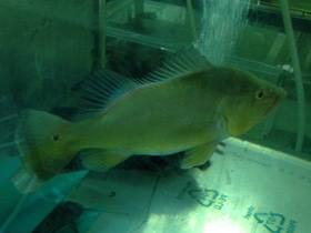 Смотреть фото Цихла келбери Фото Цихла келбери