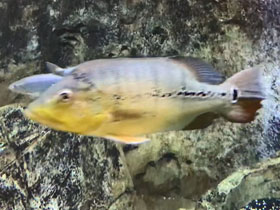 Фото Цихла мелани