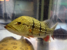 Смотреть фото Цихла теменсис Фото Цихла теменсис