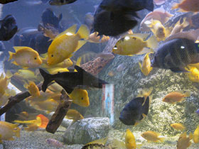 Смотреть фото Лимонная цихлазома Фото Лимонная цихлазома