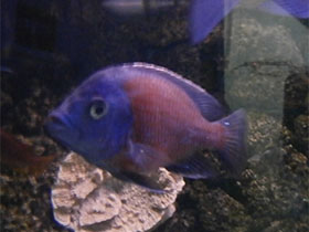 Смотреть фото Копадихромис каданго Фото Копадихромис каданго