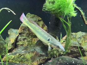 Смотреть фото Красноротая креницихла Фото Красноротая креницихла