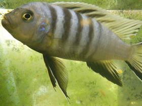 Фото Желтовато-стальная цинотиляпия аксельрода