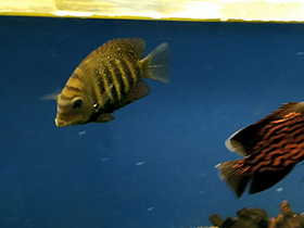 Смотреть фото Полосатый этроплюс Фото Полосатый этроплюс