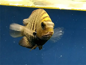 Смотреть фото Полосатый этроплюс Фото Полосатый этроплюс