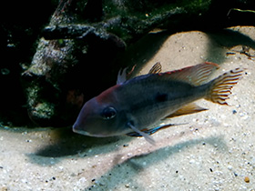 Смотреть фото Бразильский геофагус Фото Бразильский геофагус