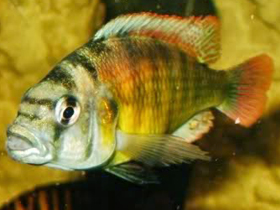 Фото Оливковая астатотиляпия