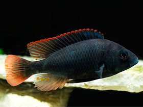 Фото Сине-красная астатотиляпия