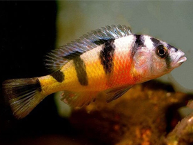 Фото Кривозубый хаплохром