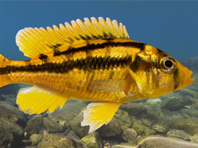 Фото Хромис Сауфаге