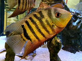 Смотреть фото Восьмиполосый северум Фото Восьмиполосый северум