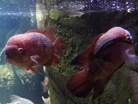 Фото Винная цихлазома