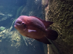 Фото Винная цихлазома