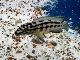 Смотреть фото Хромис Марлиера Фото Хромис Марлиера