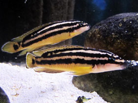 Смотреть фото Юлидохромис орнатус Фото Юлидохромис орнатус