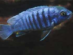 Фото Лабидохромис Фрайберга