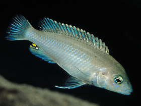 Фото Молочный лабидохром