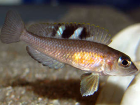 Фото Кунгве