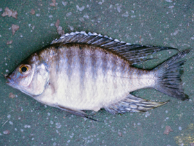 Фото Летринопс Стриде