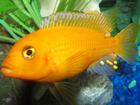 Фото Красная зебра