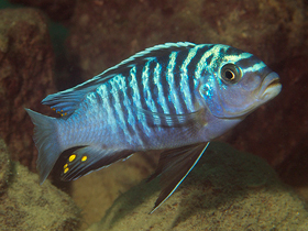 Фото Maylandia phaeos