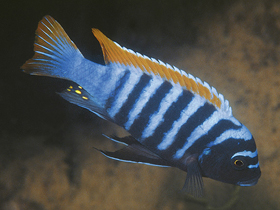 Фото Красноплавниковая майландия