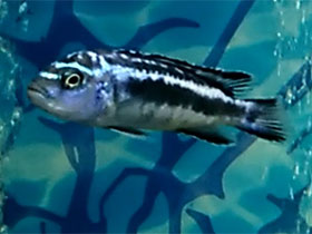 Смотреть фото Меланохромис Майнгано Фото Меланохромис Майнгано