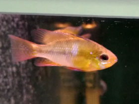 Смотреть фото Апистограмма Рамирези Фото Апистограмма Рамирези