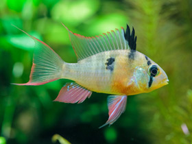 Смотреть фото Боливийская бабочка Фото Боливийская бабочка