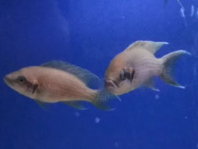 Смотреть фото Принцесса Бурунди Фото Принцесса Бурунди