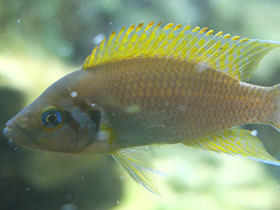 Смотреть фото Принцесса желтая Даффодил Фото Принцесса желтая Даффодил