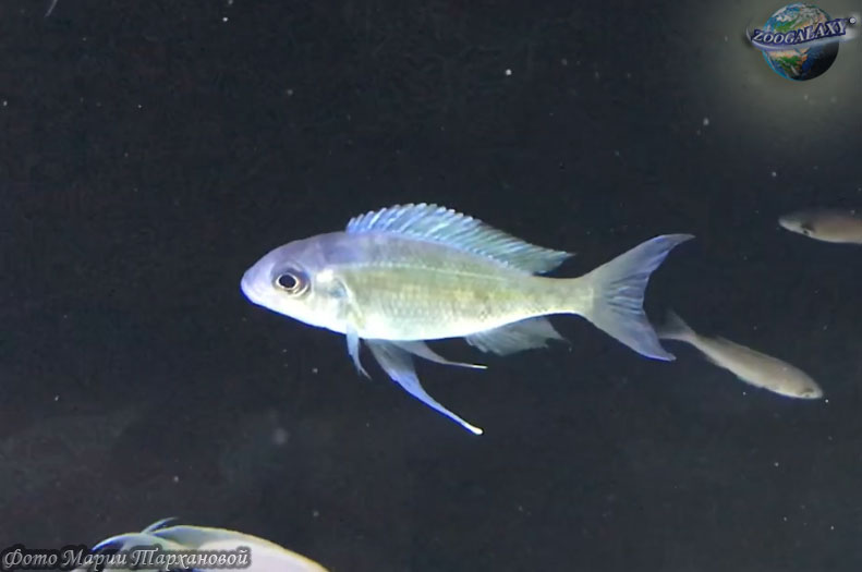 Смотреть фото Офтальмотиляпия вентралис Фото Офтальмотиляпия вентралис