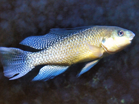Фото Oreochromis alcalicus