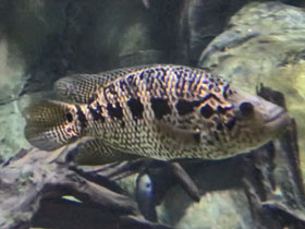 Смотреть фото Цихлида-ягуар Фото Цихлида-ягуар