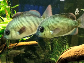 Фото Парэтроплус кинера