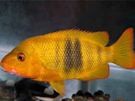 Фото Парэтроплус красный