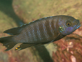 Фото Петротиляпия крисос