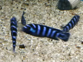 Смотреть фото Псевдотрофеус Демасони Фото Псевдотрофеус Демасони