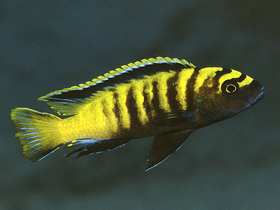 Фото Псевдотрофеус Флавус