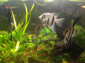 Смотреть фото Скалярия Фото Скалярия