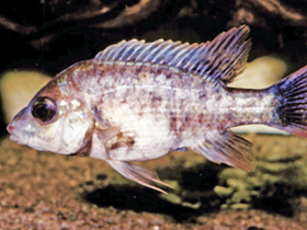 Фото Ptychochromis insolitus