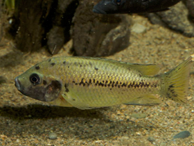 Фото Чернопятнистый пунгу